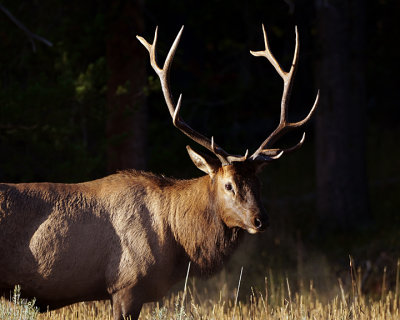 Bull elk profile.jpg
