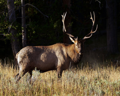 Bull elk side view.jpg