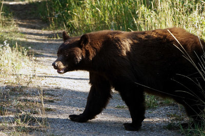 Cinnamon Black Bear Crossing the Trail.jpg