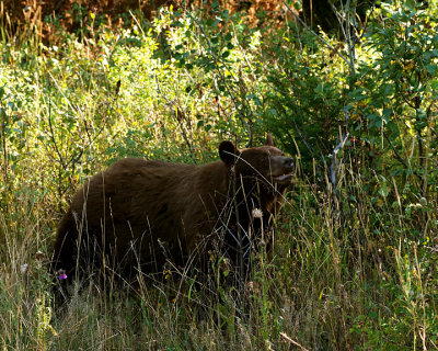 Cinnamon Black bear on Moose Wilson.jpg