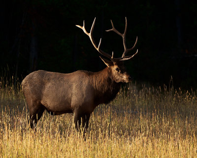 Elk bull.jpg