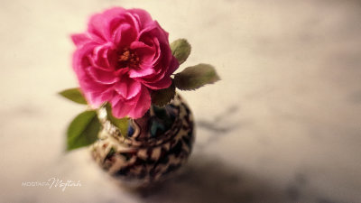 Rose in a Little Vase