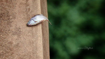 Tiny Fish