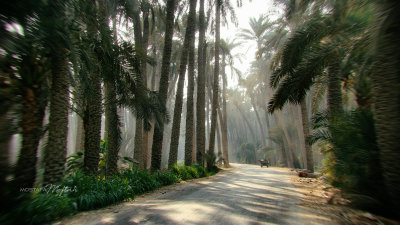 Palm Trees Passage