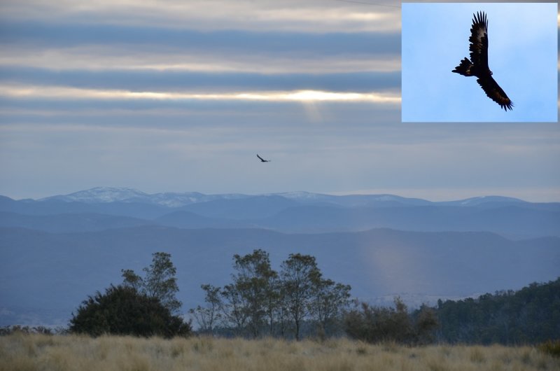 An Eagle at Eagleview