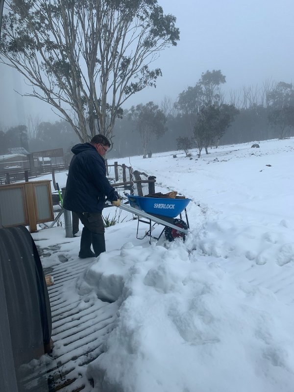 Fetching wood in the snow