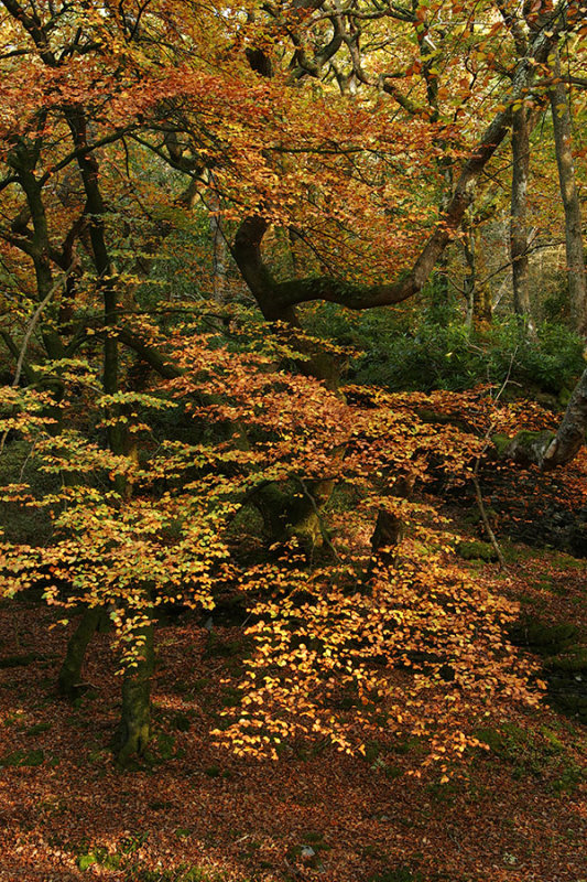 Dolfriog Woods