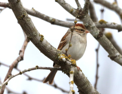 Chipping sparrow IMG_0440.JPG