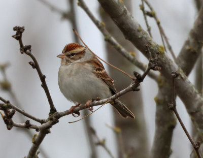 Chipping sparrow IMG_0450.JPG