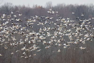 SnoGeese IMG_0664.JPG