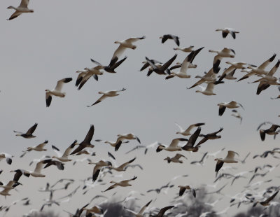 SnoGeese IMG_0669.JPG