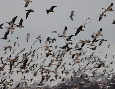 SnoGeese IMG_0670.JPG