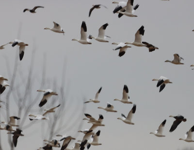 SnoGeese IMG_0671.JPG