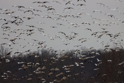 SnoGeese IMG_0680.JPG