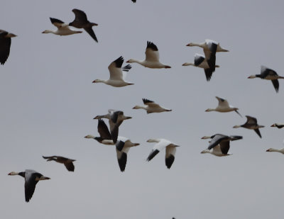 SnoGeese IMG_0704.JPG
