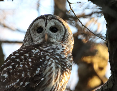 Barred Owl IMG_1698.JPG