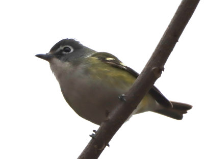 Blu Hd Vireo IMG_1875.JPG