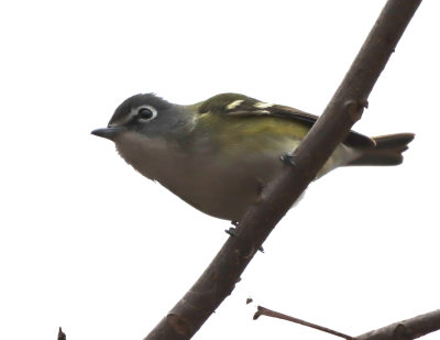Blu Hd Vireo IMG_1876.JPG
