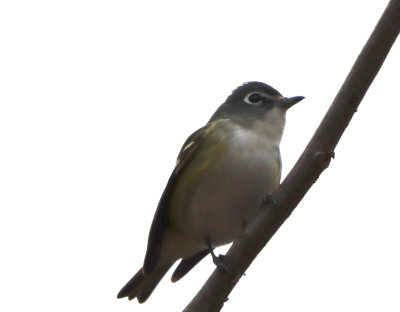 Blu Hd Vireo IMG_1877.JPG
