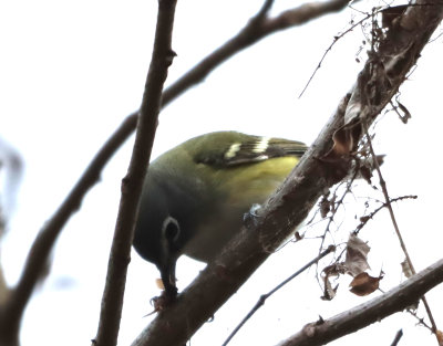 Blu Hd Vireo IMG_1907.JPG