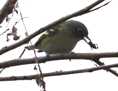 Blu Hd Vireo IMG_1912.JPG