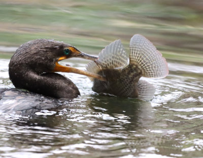 Dble Crested Cormorant  IMG_1819.JPG