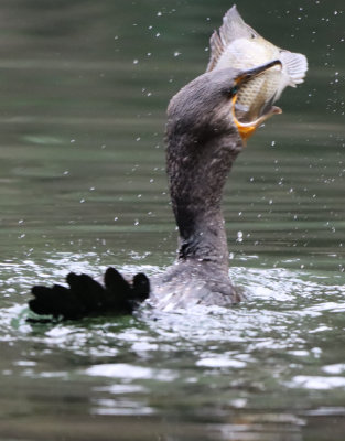 Dble Crested Cormorant IMG_1834.JPG