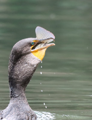 Dble Crested Cormorant IMG_1835.JPG