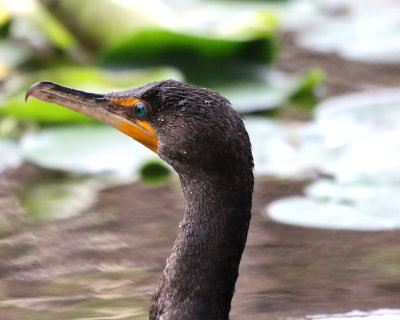 Dble Crested CormorantIMG_1851.JPG