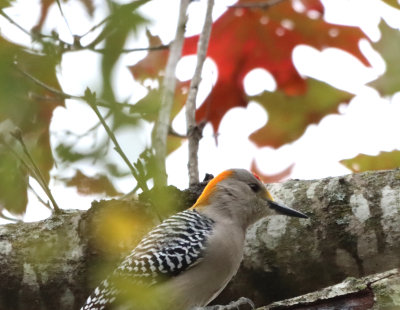 Golden Fronted WPKR IMG_1899.JPG