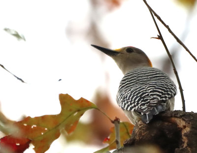 Golden Fronted WPKR IMG_1904.JPG