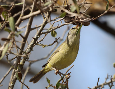 Orange crowned Warbler IMG_1924.JPG