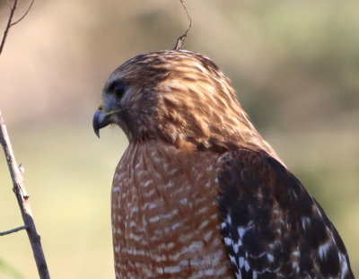 Red Sh HawK IMG_1666.JPG