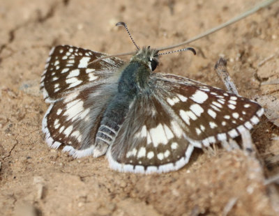Skipper IMG_1949.JPG