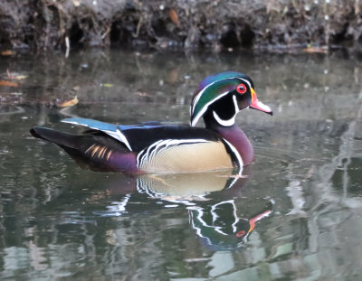Woodduck IMG_1675.JPG
