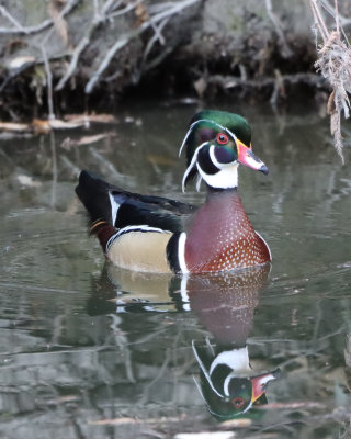 Woodduck IMG_1677.JPG