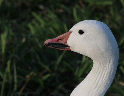 Snow goose IMG_1587.JPG