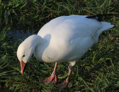 Snow goose IMG_1579.JPG