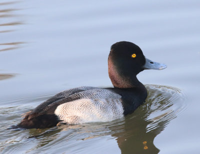 Lesser  Scaup IMG_1659.JPG