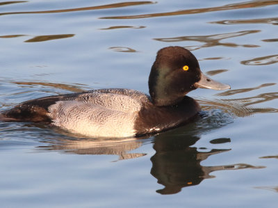 Lesser  Scaup IMG_1793.JPG