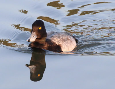 Lesser  Scaup IMG_1880.JPG
