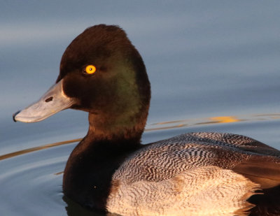 Lesser  Scaup IMG_1895.JPG