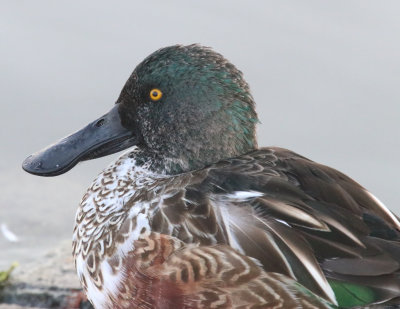 N Shoveler male IMG_1616.JPG