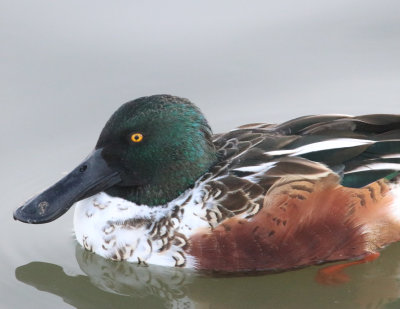 N Shoveler male IMG_1622.JPG