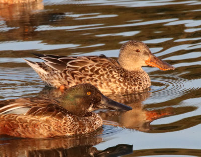 N Shoveler male and female  IMG_1830.JPG