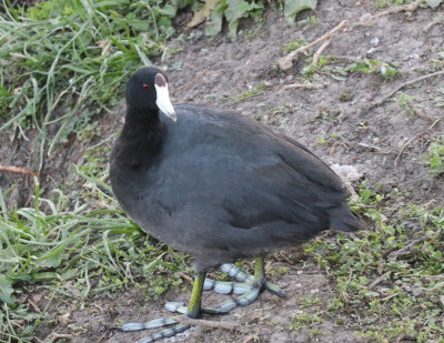 Coot IMG_1986.JPG