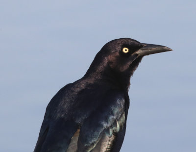 Great tailed Grackle IMG_1630.JPG