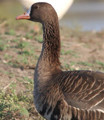 GrtrWhitefronted Goose IMG_1589.JPG