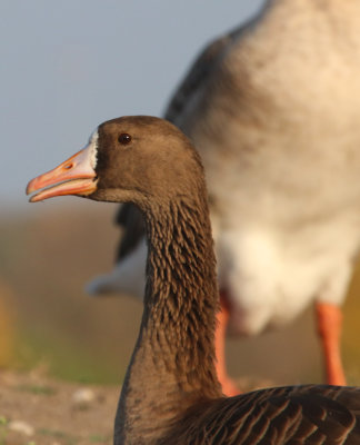 GrtrWhitefronted Goose IMG_1595.JPG