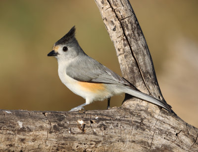 Blk Crested Titmouse IMG_2016.JPG